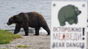 Обитает на свалках и в курятниках. Медведей на Дальнем Востоке отпугивают заборами с электричеством и специальными матами.
