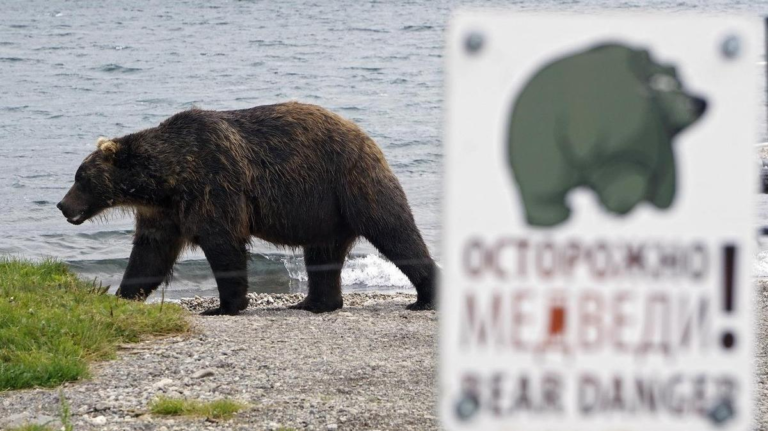 Обитает на свалках и в курятниках. Медведей на Дальнем Востоке отпугивают заборами с электричеством и специальными матами.